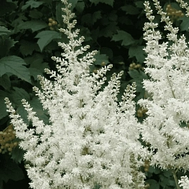 Астильба китайская Visions in White