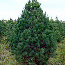 Сосна монтикола Аммерланд