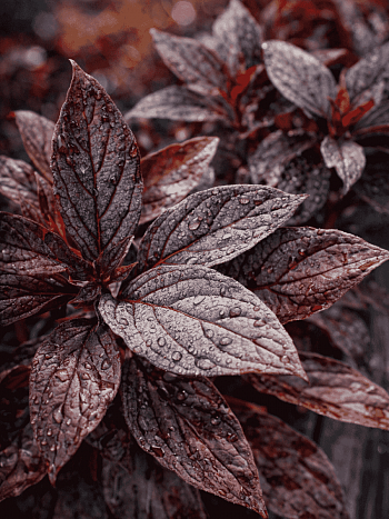 Дерен белый Nightfall