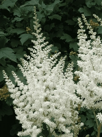 Астильба китайская Visions in White