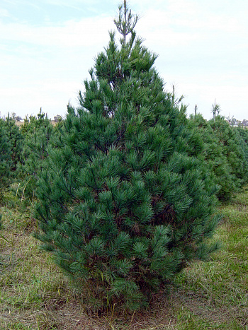 Сосна монтикола Аммерланд