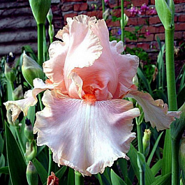 Ирис бородатый Пинк Таффета