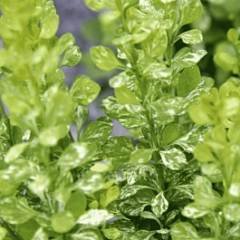 Барбарис Тунберга Powwow