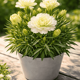 Гвоздика ST Elvia