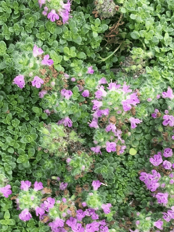 Тимьян ползучий Elfin