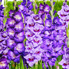 Гладиолус крупноцветковый Биг Герл