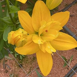 Лилия ЛА-Гибрид Беверли Голд