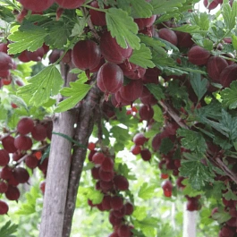 Крыжовник Каменяр на штамбе