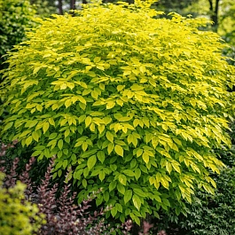 Бузина черная Aurea