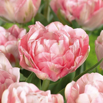 Тюльпан поздний махровый Финола