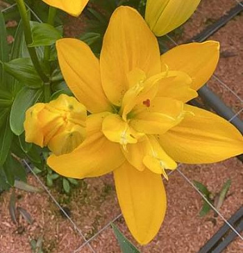 Лилия ЛА-Гибрид Беверли Голд