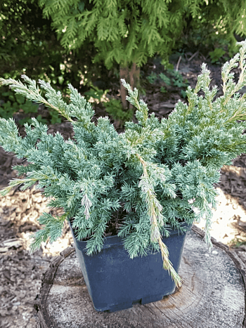 Можжевельник чешуйчатый Hunnetorp