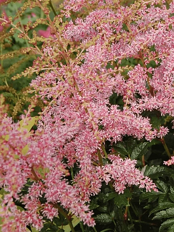 Астильба Арендса Flamingo