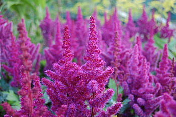 Астильба китайская Вижнс