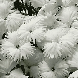 Гвоздика китайская Diana White