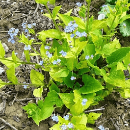 Бруннера крупнолистная Diane's Gold