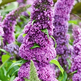 Буддлея давида Peacock