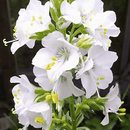 Синюха голубая White