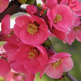 Айва красивая Пинк Квин Айва красивая Пинк Квин