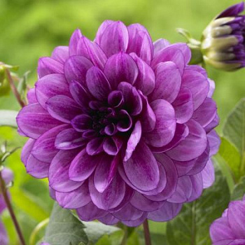 Георгина Декоративная Блу Берд