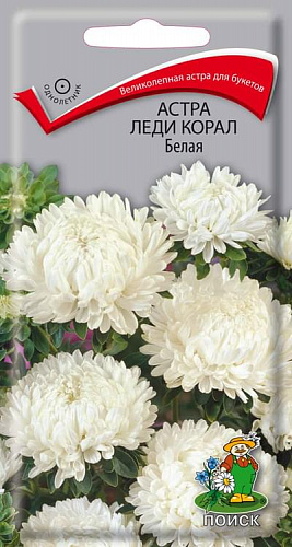 Астра Леди Корал Белая