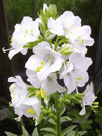 Синюха голубая White