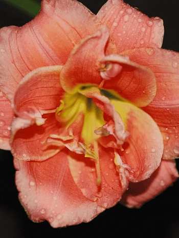 Лилейник Congo Coral