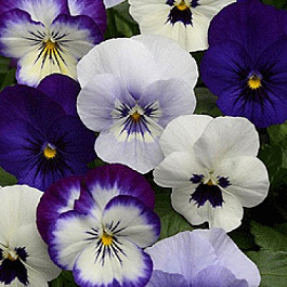 Фиалка рогатая Сорбет ИксПи Блекберри Сандай Микс