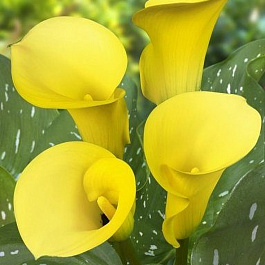 Калла Санклаб