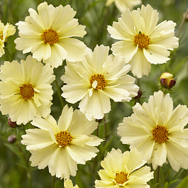 Кореопсис Корлеоне Крем