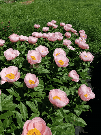 Пион травянистый Soft Salmon Saucer