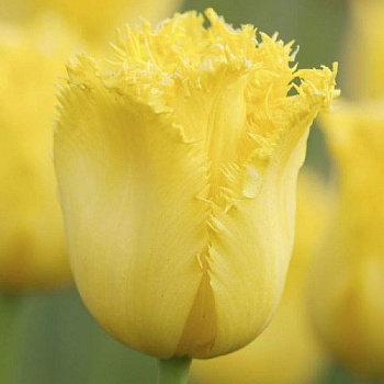 Тюльпан бахромчатый Майя