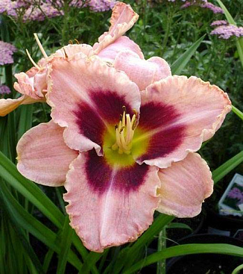 Лилейник гибридный Дэринг Дисепшн