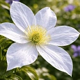 Клематис  Snow Storm