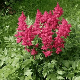 Астильба японская Koln