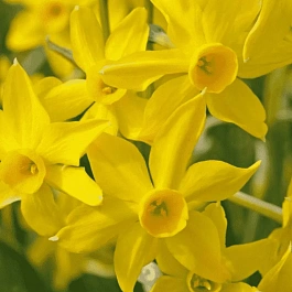 Нарцисс Baby Boomer