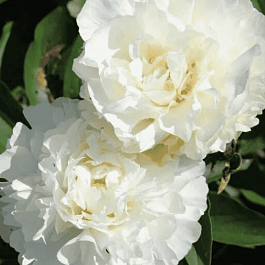 Пион травянистый Kelways Glorious