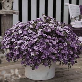 Калибрахоа Aloha Double Lavender