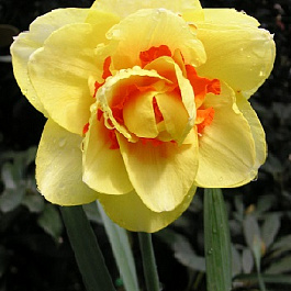 Нарцисс махровый Таити