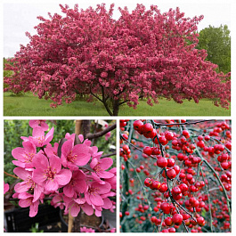 Яблоня декоративная Прайри Файр