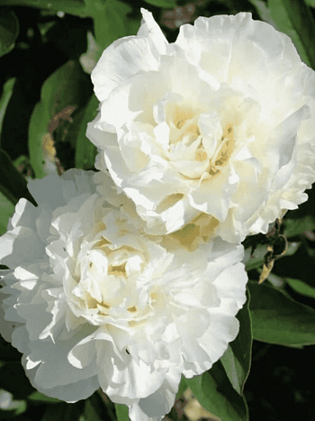 Пион травянистый Kelways Glorious