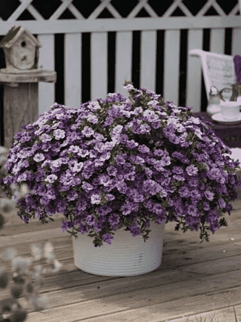 Калибрахоа Aloha Double Lavender