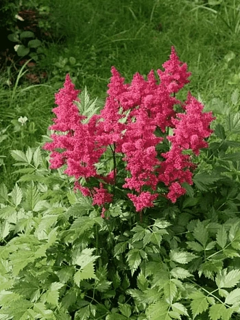 Астильба японская Koln