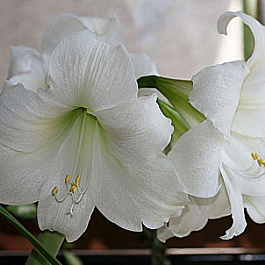Амариллис простой Маунт Бланк