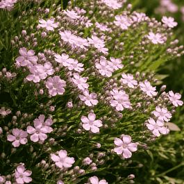 Гипсофила ползучая Filou Rose