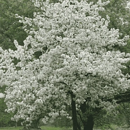 Яблоня декоративная Evereste