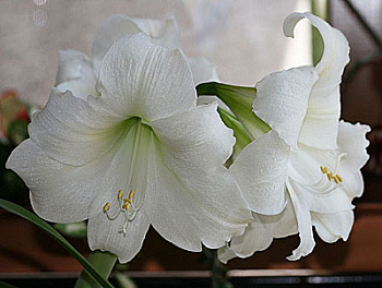 Амариллис простой Маунт Бланк