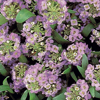 Алиссум Эстер Бонет Лавендер