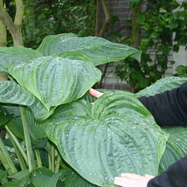 Хоста Empress Wu