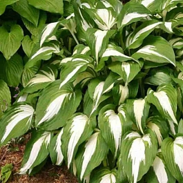 Хоста Night Before Christmas